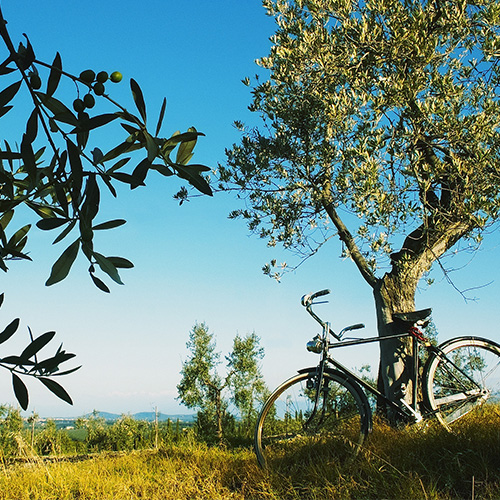 Vinho Chianti Paisagem com bike