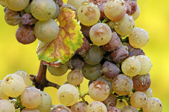 Riesling Botrytis